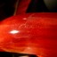 /cambio: Carvin DC400 Ruby Red Custom