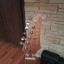 Ibanez tom quayle