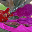 Gibson ES-355 B.B. King "Lucille"  de 1997  Cherry Red.