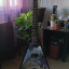 GIBSON FLYING V USA