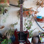 Gibson SG Special 1967!
