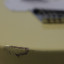 Fender Telecaster japonesa color crema / japón Fujigen japan