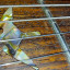 Cambio PRS Singlecut Trem birds 2003