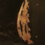 Fender telecaster 1976 - 1979