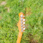 Aria STG-004 Translucid Blue - Stratocaster HSS