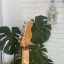 Telecaster Classic vibe 50 con estuche tweed