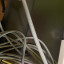 2 cables cordial speakon jack 10m