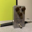 Klon Centaur Sonicstage