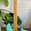 Fender vintera 50s precision bass seafoam green