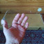 Golpeador transparente para gretsch