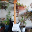 Classic Series '50s Stratocaster