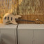 Fender Flea Sig Bass RDWRN SHP