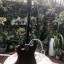 Hofner vintage