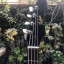 Hofner vintage