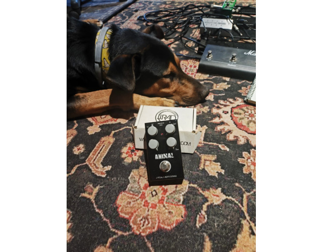 J. Rockett Audio Designs Animal Overdrive