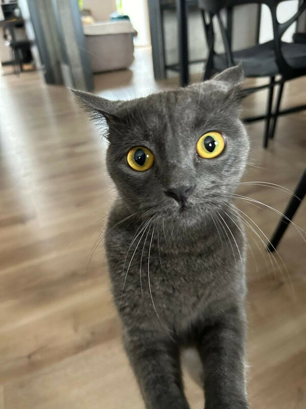 Pedalboard vitaminada | 180€