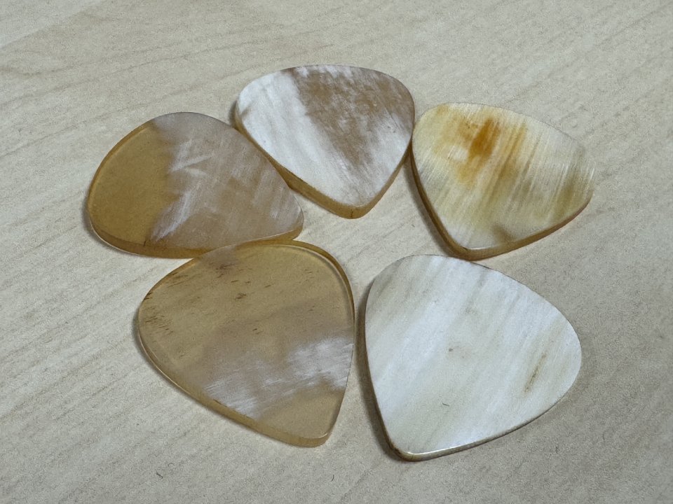 Puas de Cuerno de buey Ankola