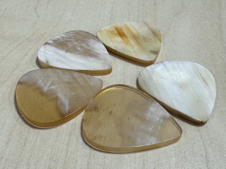 Puas de Cuerno de buey Ankola