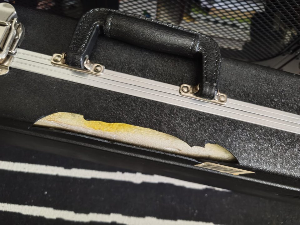 Estuche rígido para bajo Sterling USA. Music Man